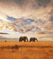 1-Month Nairobi Tour Package